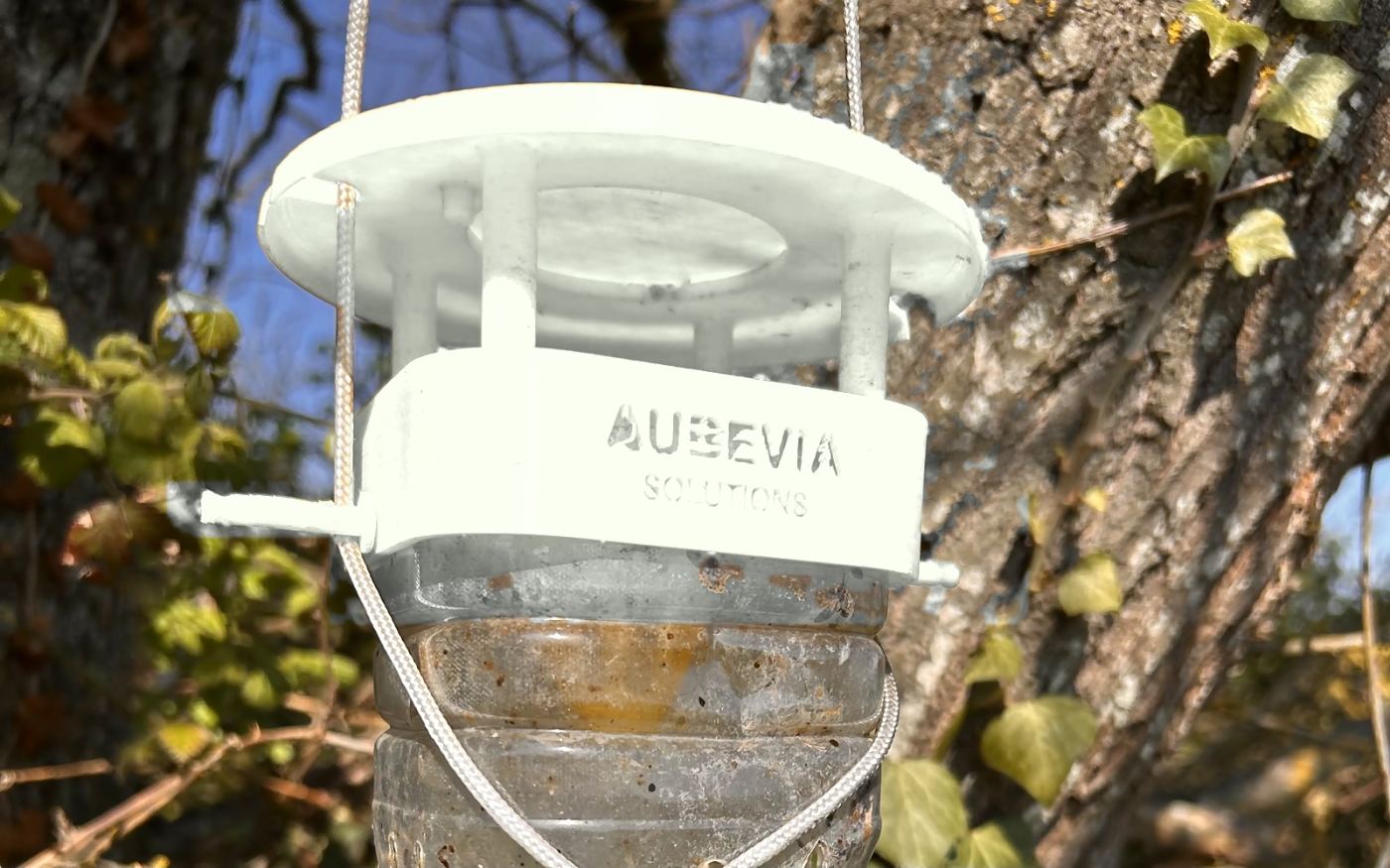 Piège Vigirucher suspendu à une branche, monté sur une bouteille plastique