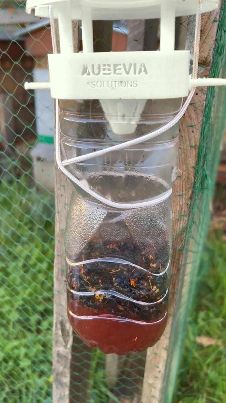 Vigirucher installé en bordure de rucher, bouteille garnie de captures